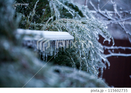 Icing in the world of branch with long green needles covered with a thin layer of ice on a winter 115602735