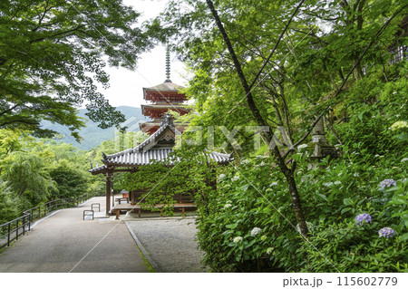 6月の長谷寺（奈良県）　五重塔 115602779