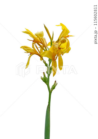 Yellow canna lily or Edible canna flower beautiful Yellow canna lily or Edible canna flower beautiful 115602811