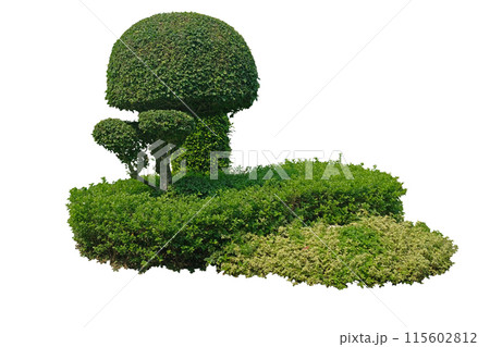 Tooth brush tree is cut into a round shape 115602812