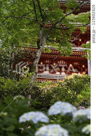 長谷寺（奈良県）　アジサイ越しに見る五重塔 115602820
