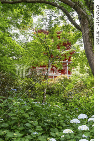 長谷寺(奈良県) アジサイ越しに見る五重塔 長谷寺(奈良県) アジサイ越しに見る五重塔 115602825