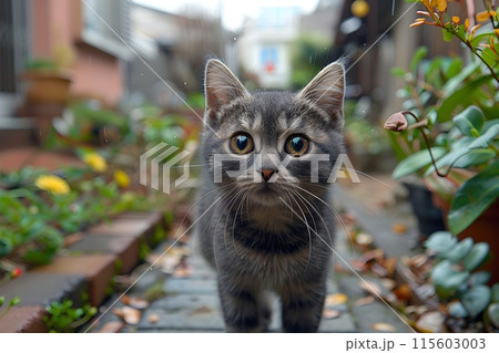 可愛い子猫16 AI生成画像 可愛い子猫16 AI生成画像 115603003