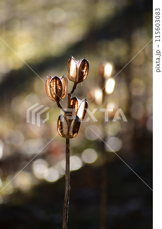 光るオオウバユリ 115603083