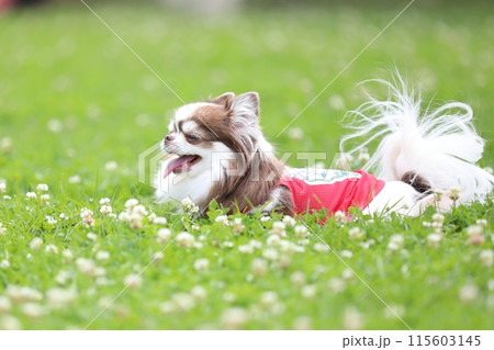 初夏のドッグランで赤い服を着て楽しく過すかわいいチワワ 115603145