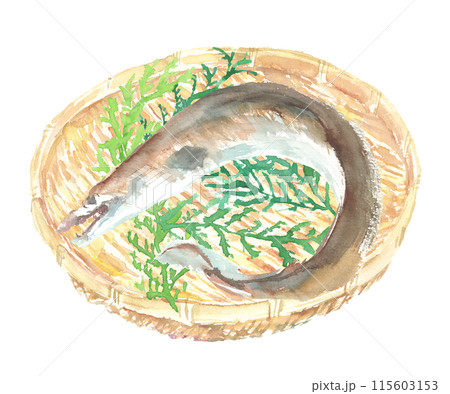水彩で描いた鱧のイラスト 水彩で描いた鱧のイラスト 115603153