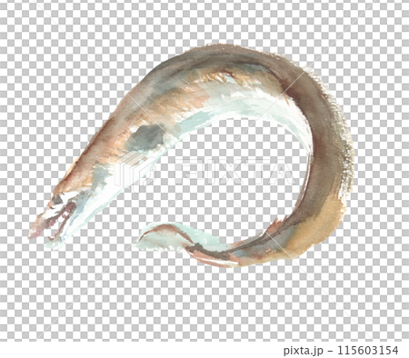 Watercolor illustration of a conger eel Watercolor illustration of a conger eel 115603154