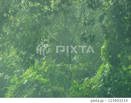 森の中で雨がどしゃぶりに降る風景　自然　天気 115603214