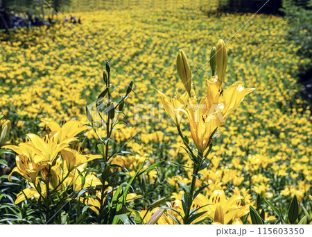 ゆりの花 115603350