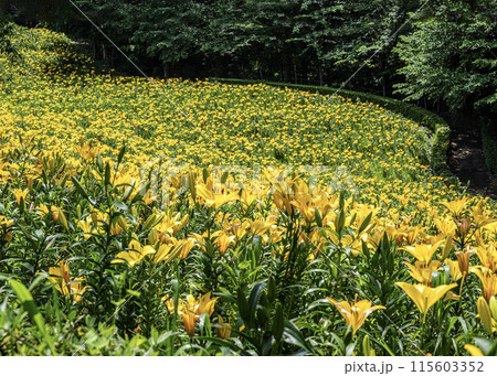 ゆりの花 115603352