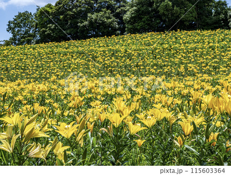 ゆりの花 ゆりの花 115603364