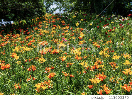 ゆりの花 ゆりの花 115603370