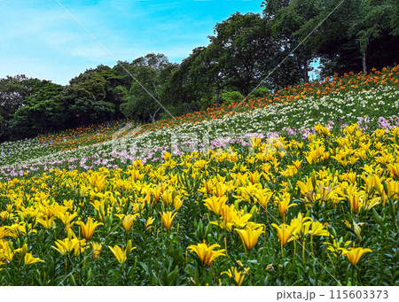 ゆりの花 ゆりの花 115603373