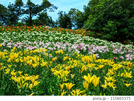 ゆりの花 ゆりの花 115603375