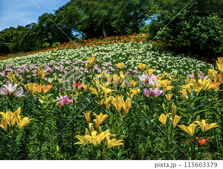 ゆりの花 115603379
