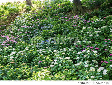 あじさいの花 115603640
