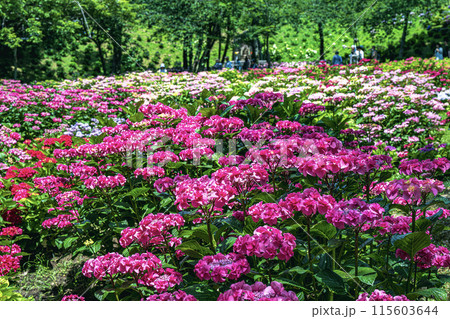 あじさいの花 115603644