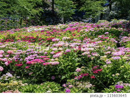 あじさいの花 あじさいの花 115603645