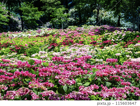 あじさいの花 115603647