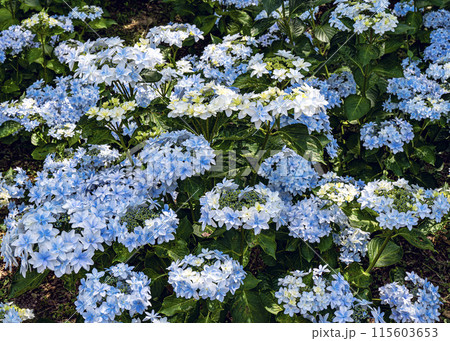 あじさいの花 あじさいの花 115603653
