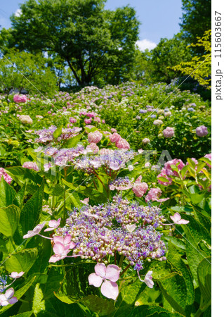 紫陽花の咲く丘(茶屋ヶ坂公園 愛知県名古屋市) 紫陽花の咲く丘(茶屋ヶ坂公園 愛知県名古屋市) 115603667