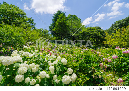 紫陽花の咲く丘(茶屋ヶ坂公園 愛知県名古屋市) 紫陽花の咲く丘(茶屋ヶ坂公園 愛知県名古屋市) 115603669