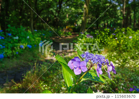 紫陽花の咲く小道（茶屋ヶ坂公園　愛知県名古屋市） 115603670