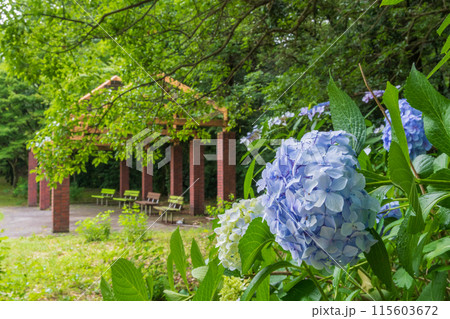 紫陽花の咲く公園（茶屋ヶ坂公園　愛知県名古屋市） 115603672