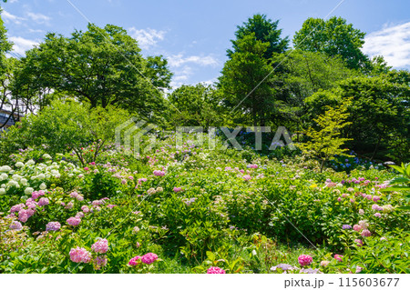 紫陽花の咲く丘(茶屋ヶ坂公園 愛知県名古屋市) 紫陽花の咲く丘(茶屋ヶ坂公園 愛知県名古屋市) 115603677