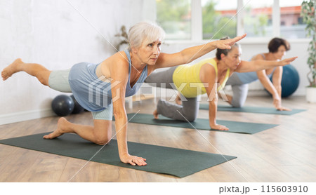 Elderly woman performs bird-dog pose at yoga studio balancing table asana, dandayamana bharmanasana Elderly woman performs bird-dog pose at yoga studio balancing table asana, dandayamana bharmanasana 115603910