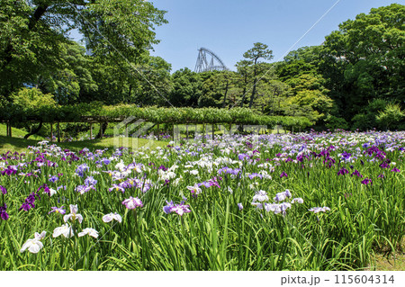 東京都 小石川後楽園 菖蒲田の花ショウブ 国の特別史跡 東京都 小石川後楽園 菖蒲田の花ショウブ 国の特別史跡 115604314