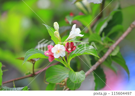 色が変化する箱根空木(ハコネウツギ)の花 色が変化する箱根空木(ハコネウツギ)の花 115604497