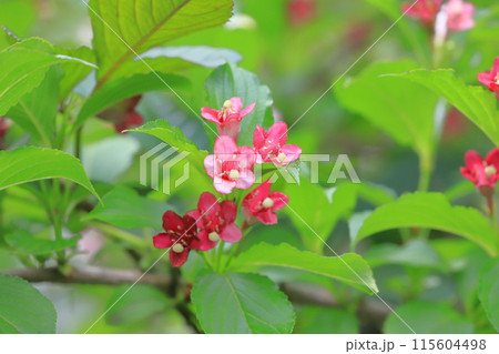 色が変化する箱根空木（ハコネウツギ）の花 115604498