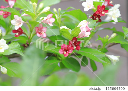 色が変化する箱根空木（ハコネウツギ）の花 115604500