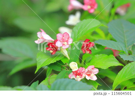 色が変化する箱根空木（ハコネウツギ）の花 115604501