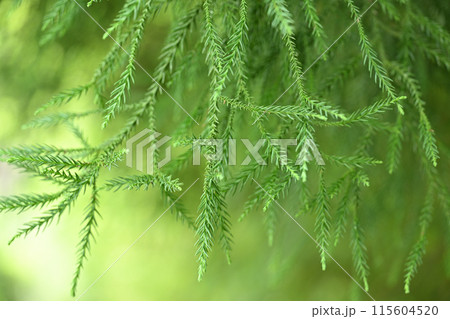 初夏の杉の葉 115604520