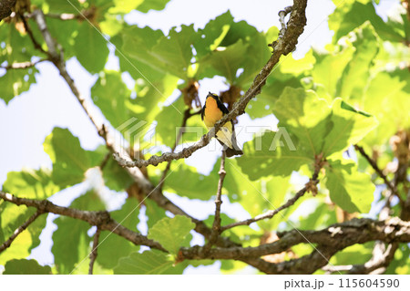 美しい鳴き声のキビタキ 115604590