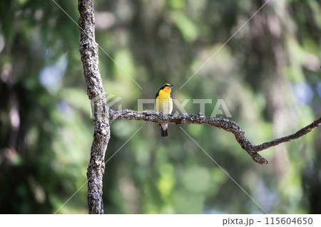 美しい鳴き声のキビタキ 115604650