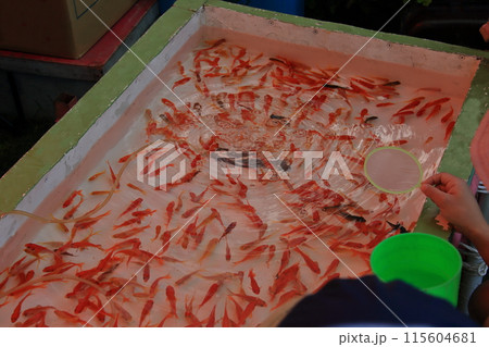 金魚すくい 金魚すくい 115604681