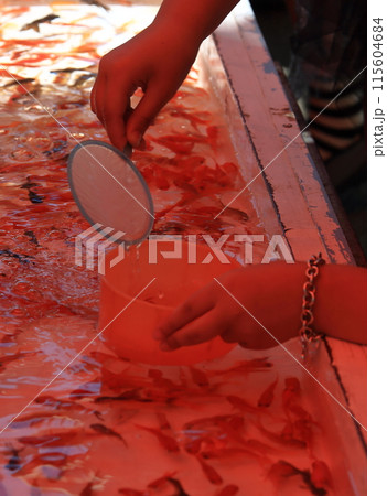 金魚すくい 115604684