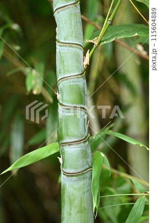 布袋竹枠付き