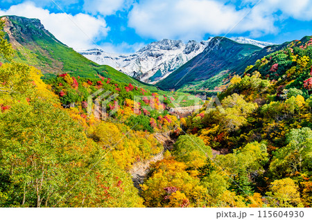 冠雪した十勝岳と麓に広がる紅葉 ~十勝岳温泉郷凌雲閣から~ 冠雪した十勝岳と麓に広がる紅葉 ~十勝岳温泉郷凌雲閣から~ 115604930