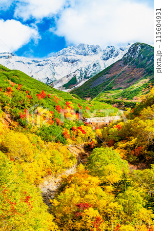 冠雪した十勝岳と麓に広がる紅葉 ~十勝岳温泉郷凌雲閣から~ 冠雪した十勝岳と麓に広がる紅葉 ~十勝岳温泉郷凌雲閣から~ 115604931