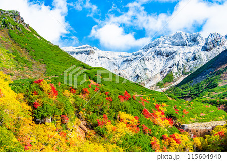 冠雪した十勝岳と麓に広がる紅葉　～十勝岳温泉郷凌雲閣から～ 115604940