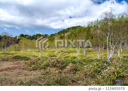 白樺林と青空 115605078