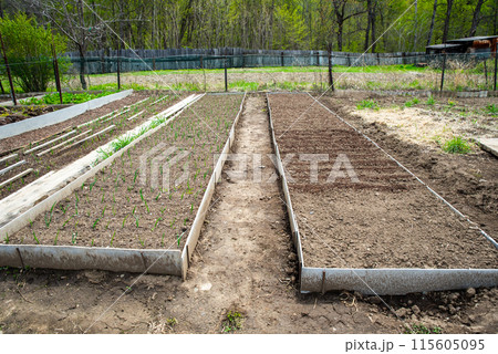 two planted beds with vegetables and green onions in the yard without people 115605095