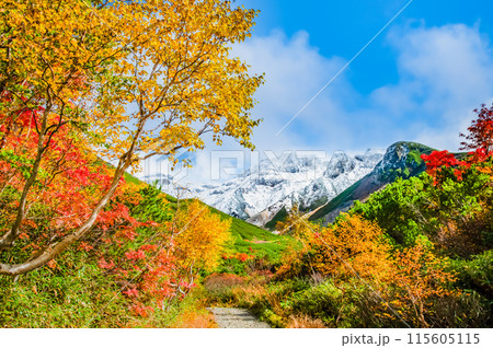 冠雪した十勝岳と麓に広がる紅葉 115605115