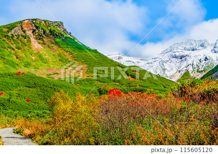 冠雪した十勝岳と麓に広がる紅葉 115605120