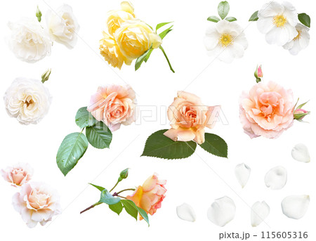 切り抜き素材セットー薔薇4(アイスバーグ、ナニワイバラ) 切り抜き素材セットー薔薇4(アイスバーグ、ナニワイバラ) 115605316