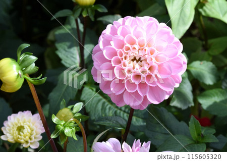 美しいピンクのダリア 115605320